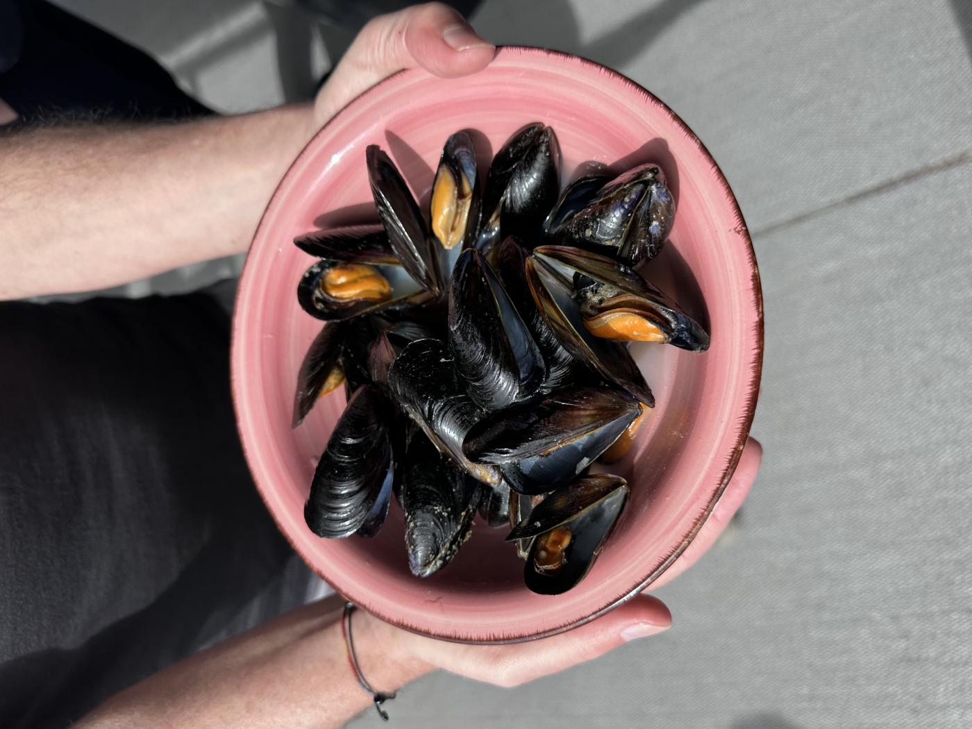 Vuelve la clóchina: arranca la campaña 2026 en Marina Port Valencia